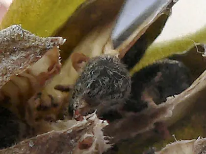 el fruto de la planta, en detalle