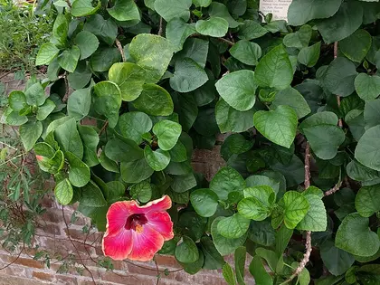 la planta de la planta, en detalle