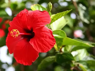 Hibisco (Hibiscus × rosa-sinensis)