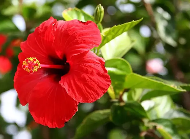 Hibisco (Hibiscus × rosa-sinensis)