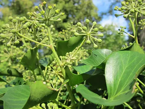 la flor de la planta, en detalle