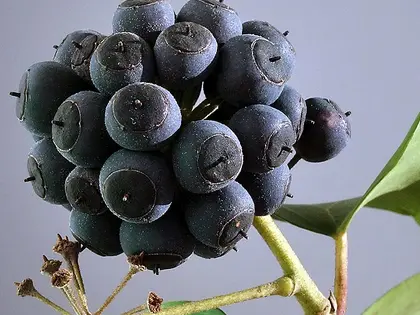 el fruto de la planta, en detalle