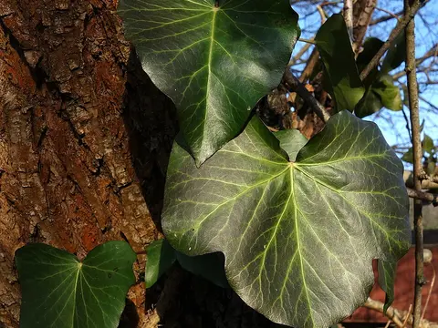 la hoja de la planta, en detalle