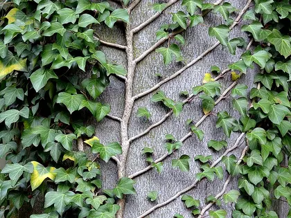 la planta de la planta, en detalle