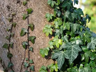 Hiedra (Hedera helix)