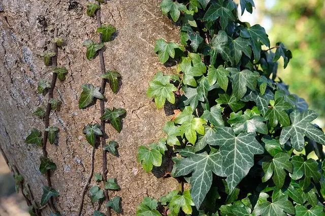 Hiedra (Hedera helix)