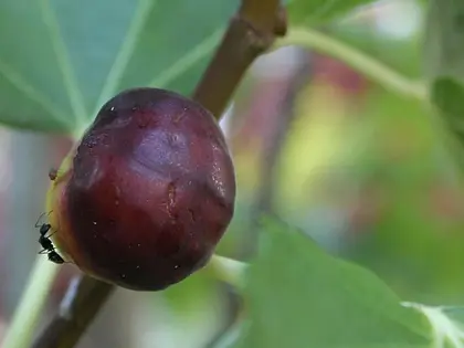el fruto de la planta, en detalle