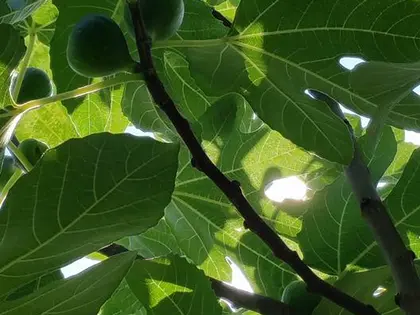 la hoja de la planta, en detalle
