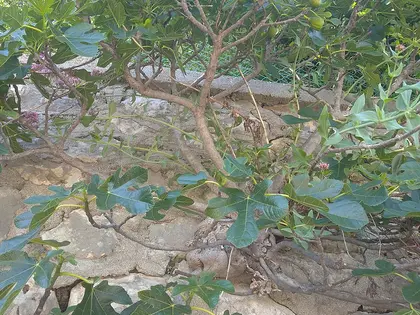 la planta de la planta, en detalle