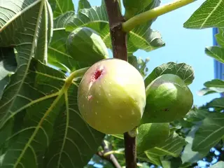 Higuera (Ficus carica)