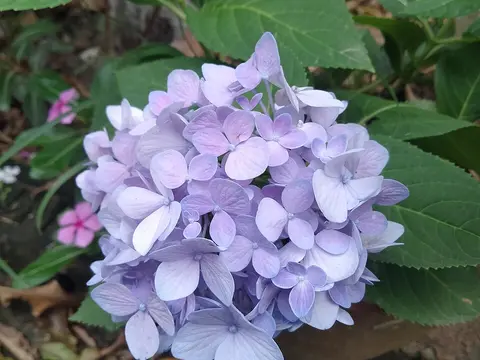 la flor de la planta, en detalle