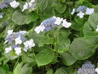 Hortensia (Hydrangea macrophylla)
