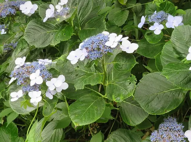 Hortensia (Hydrangea macrophylla)