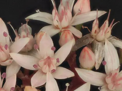 la flor de la planta, en detalle
