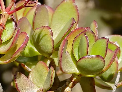 la hoja de la planta, en detalle