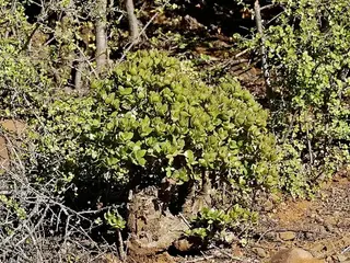 Jade (Crassula ovata)