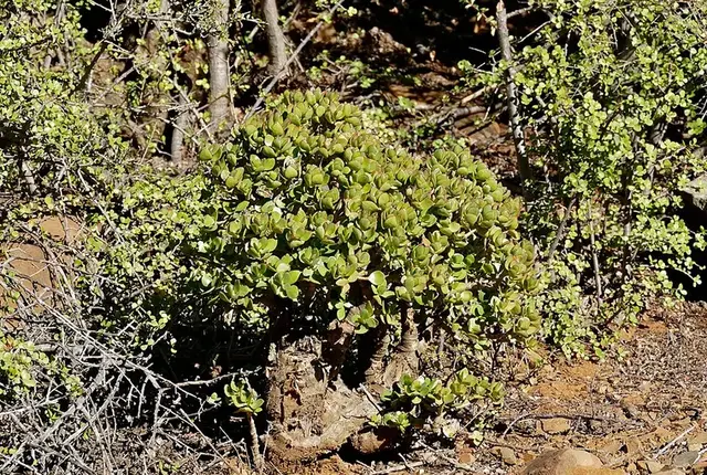 Jade (Crassula ovata)