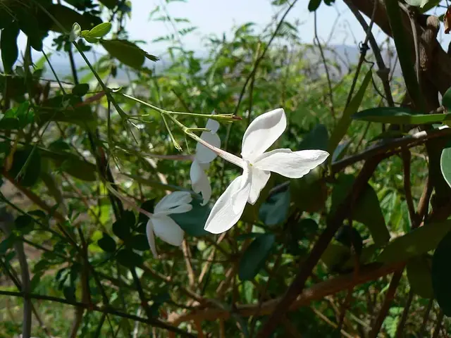 Jazmín (Jasminum officinale)
