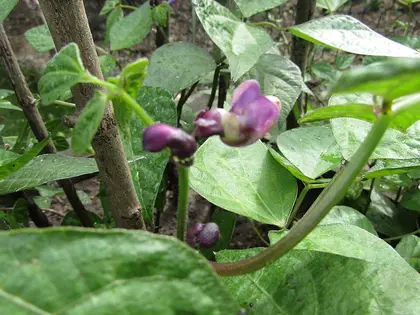 la flor de la planta, en detalle