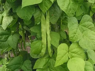 Judía (Phaseolus vulgaris)