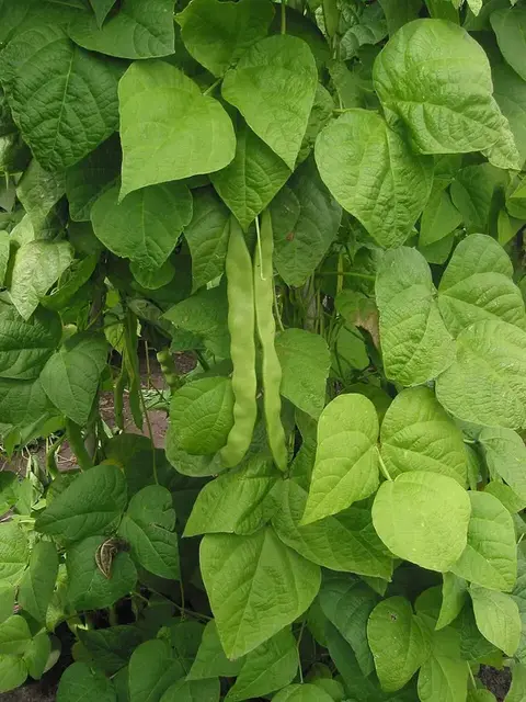 Judía (Phaseolus vulgaris)