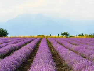 Lavanda (Lavandula)
