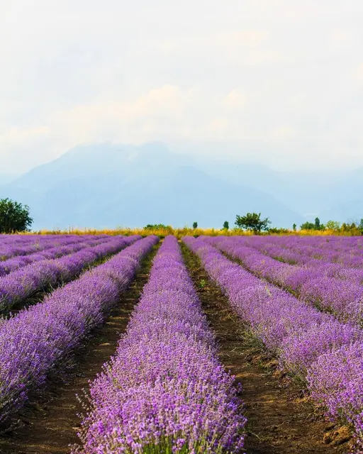 Lavanda (Lavandula)