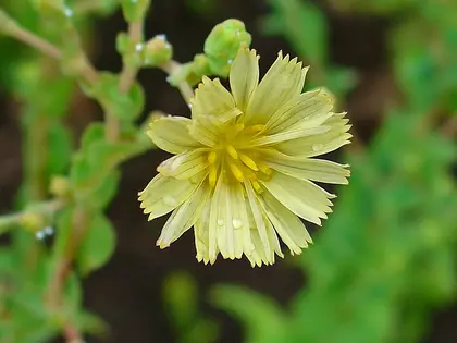 la flor de la planta, en detalle