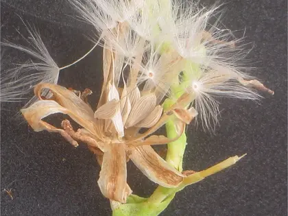 el fruto de la planta, en detalle