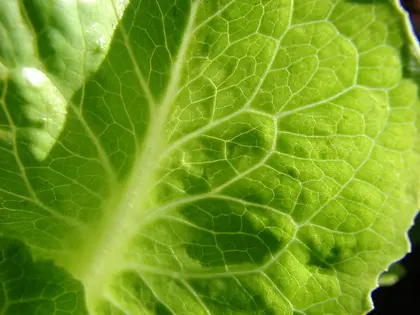 la hoja de la planta, en detalle