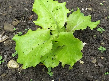 la planta de la planta, en detalle