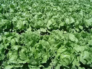 lechuga (Lactuca sativa)