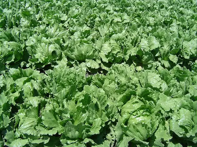Lechuga (Lactuca sativa)