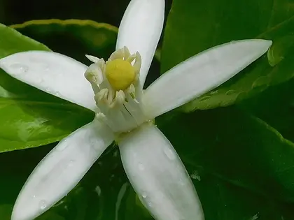 la flor de la planta, en detalle