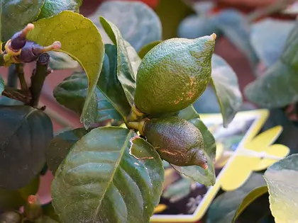 el fruto de la planta, en detalle