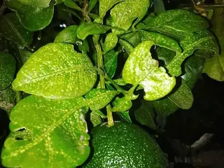 Limonero (Citrus × limon)