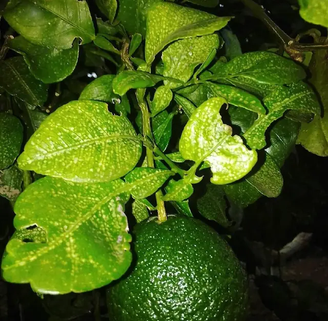 Limonero (Citrus × limon)