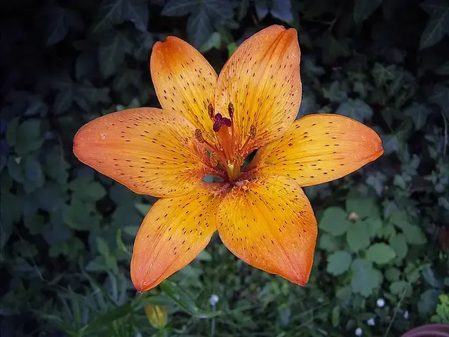 Lirio (Lilium)
