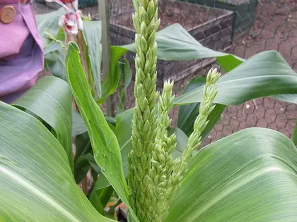 la flor de la planta, en detalle
