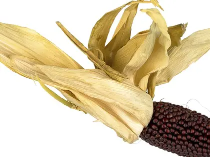 el fruto de la planta, en detalle