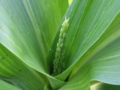 la hoja de la planta, en detalle