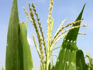 Maíz (Zea mays)