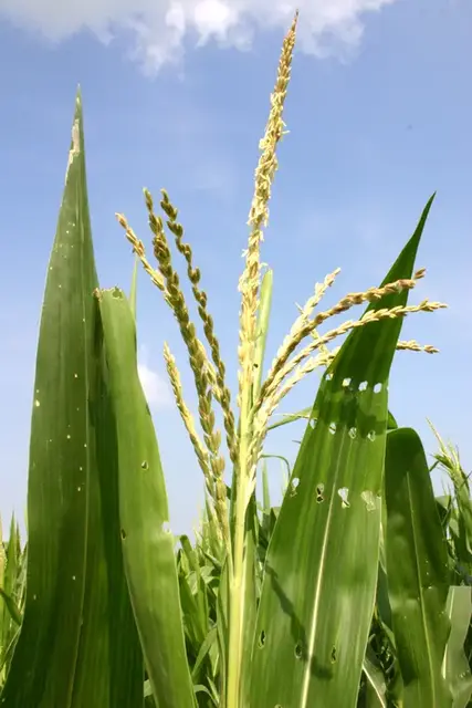Maíz (Zea mays)