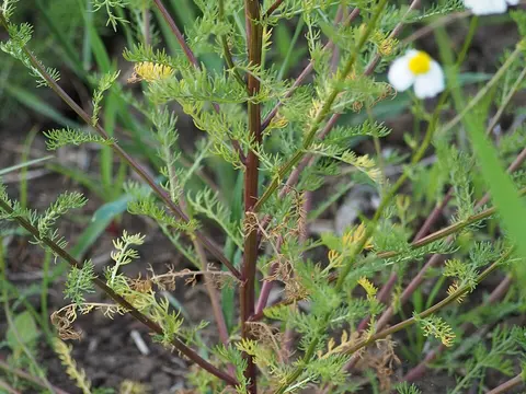 la hoja de la planta, en detalle