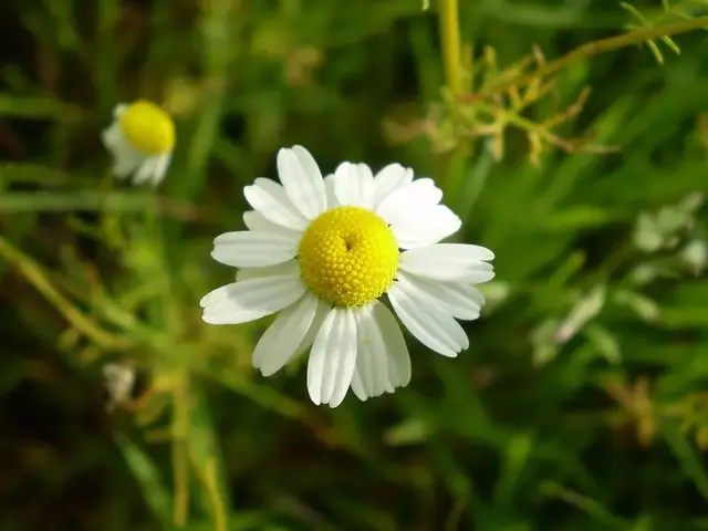 Manzanilla (Matricaria chamomilla)