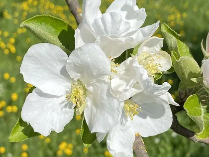 la flor de la planta, en detalle