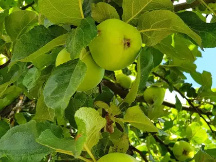 el fruto de la planta, en detalle
