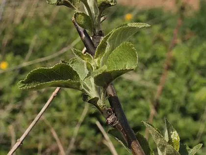 la hoja de la planta, en detalle