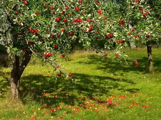 Manzano (Malus domestica)