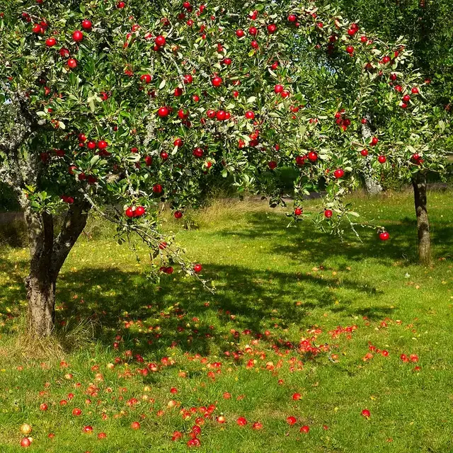 Manzano (Malus domestica)